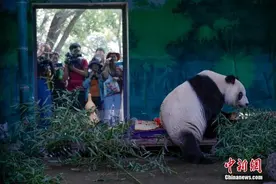 大熊猫“喜乐”在津迎来七岁生日图片