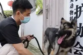 入伍！曾被遗弃的德牧成为军犬了→图片