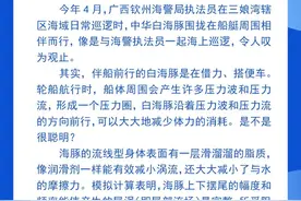 钦州科普日历丨白海豚爱与船相伴前行，这是为啥？图片