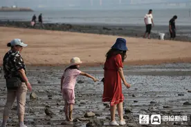 青岛：市民夏日赶海拾贝捉螃蟹图片