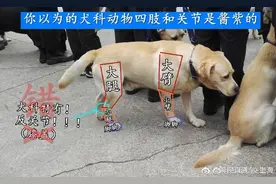 犬科动物没有反关节图片