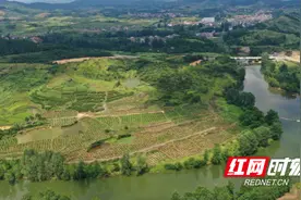 新田县游塘村：引种黄桃树 结出致富果图片