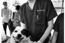 10月份开始，犬只未植入芯片视为无证养犬图片
