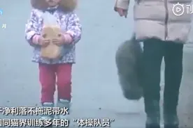 胖猫走路突然“起飞”360度空翻，网友看呆直呼“老忍者”图片