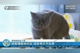 顾客喝咖啡撸猫被抓伤 店家表示：不负责图片