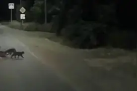 超越物种的情谊 俄罗斯两只猫咪帮助受伤狗狗过马路（视频）图片