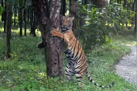 世界老虎日将至，我们爱的大猫还好吗？图片