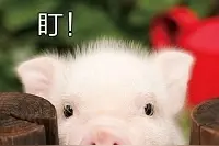 早报超有料丨《哆啦A梦》妻夫木聪将配音大雄 任重蒋梦婕演绎抗疫故事图片
