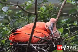 南京红山动物园红鹮家庭启动“全员带娃”模式图片