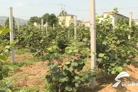 泰安市宁阳县南王家庄村：贫困村的“田园梦”图片