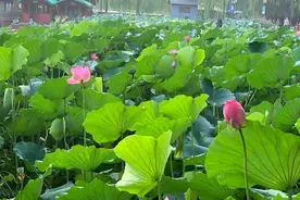 孟朝：十四岁那年图片