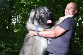 英国一巨型宠物犬重达178斤 主人每天走9公里遛狗图片