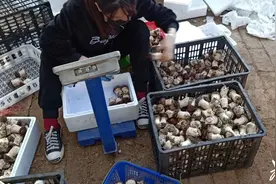 “学农不务农，过半农科生想转行”究竟如何？探寻基层如何留住农图片