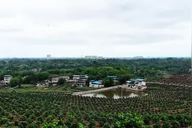 山村果园的“末位淘汰制”：承包的村民天一亮就进园，想挣钱更不想丢脸图片