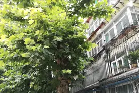 大树枝丫挡住窗户，市民担心有安全隐患图片