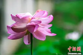 南京玄武湖公园并蒂莲被偷图片
