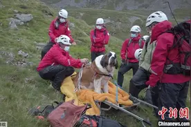 搜救犬反被救！圣伯纳犬腿伤受困 16人抬它下山(图)图片