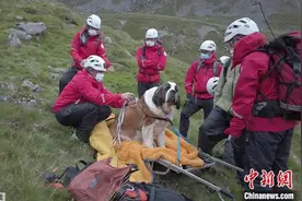 搜救犬反被救！圣伯纳犬腿伤受困 16人抬它下山(图)图片