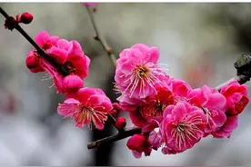 姜方｜梅兰竹菊图片