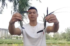 新鲜！澳洲淡水蓝龙虾在中牟试养成功 据说比红色小龙虾好吃图片