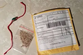 “来自中国的神秘种子”，还真有人种了图片