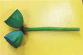 偷摘并蒂莲蓬游客被“记录在案”！两年内这些活动将受限图片