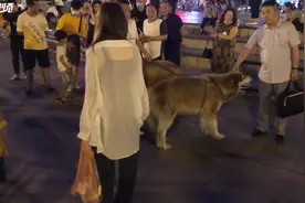 大型犬现身广场 有人欢喜有人忧图片