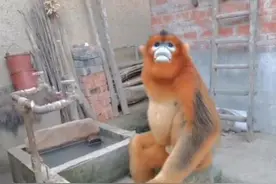 金丝猴进村蹭吃蹭喝，体型丰满一看是蹭饭老手，村民：赶都赶不走图片
