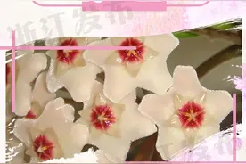 这几种常见的野花，你都叫得出名字吗？图片