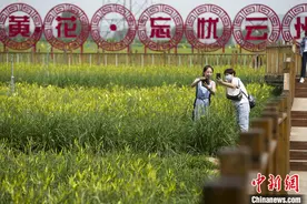 脱贫故事里的小黄花图片