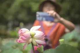 南京玄武湖并蒂莲被游客偷摘 为什么西湖没听说开过并蒂莲？图片