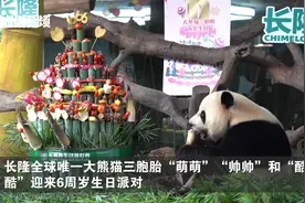 萌帅酷！全球唯一大熊猫三胞胎迎六周岁生日图片