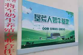 垦荒人直播黄金奶源带上万头“将军牛”图片