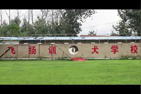 揭秘烟台金牌训犬师：十年热爱，从训练一只狗到屡获全国冠军图片