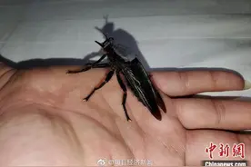 安徽发现最大蝇类：个头似蜻蜓 连蝉也敢捕食图片