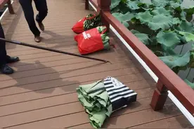 南通一老汉摘84片荷叶被抓现行 濠河景区暂不具备销售莲蓬的条件图片