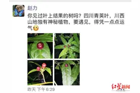 树叶上开花结果！四川青城山首次发现神秘植物“叶上珠”图片