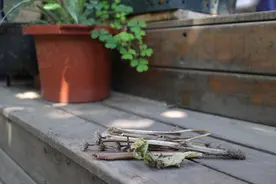 科普 | 一盆花的垃圾分类图片