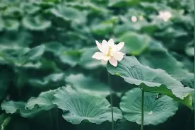 夜读 | 谁都不傻，只是不说而已图片