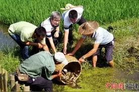 水产名家武夷深山传授生态稻渔养殖秘笈图片