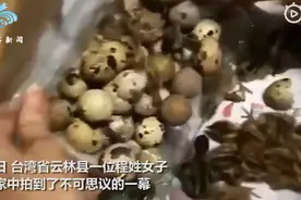 女子买鹌鹑蛋忘记煮孵出一窝鹌鹑，网友灵魂拷问：赚了还是亏了？图片