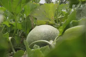 新疆巴楚“留香瓜”助农增收视频封面