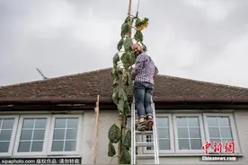 封锁期间种下希望！英国男孩收获6米高向日葵(图)图片