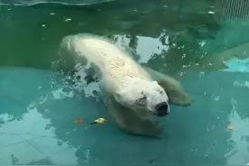 北极熊水中酣睡引关注 管理方：熊很好，请放心图片