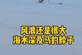 下海救人的“英雄马”去世，教练：非常痛心，但不后悔图片