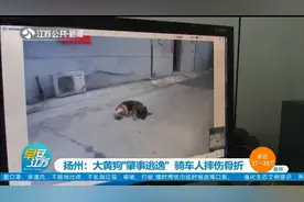 大黄狗撞上电动车“肇事逃逸”，民警反复看监控找到狗主人图片