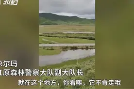 30秒｜“四不像”现身四川红原 属国家二级保护动物视频封面