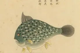 别惹“刺鱼”，一不高兴就扎你图片