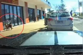 女子将宠物狗拴在购物车上 结果狗拉着车跑了图片