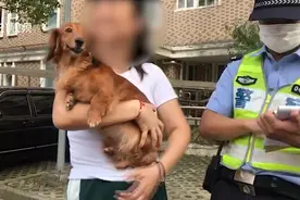 上海2个月处罚违法养犬行为超800起，遛狗不牵绳可处20-200元罚款视频封面